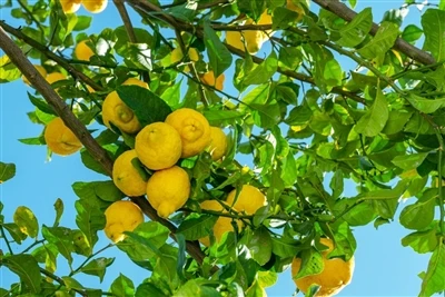 Sab saum toj 10 Cov Chaw Tsim Tshuaj ntawm 90% -95% Cov Purified Siab Citrus ...